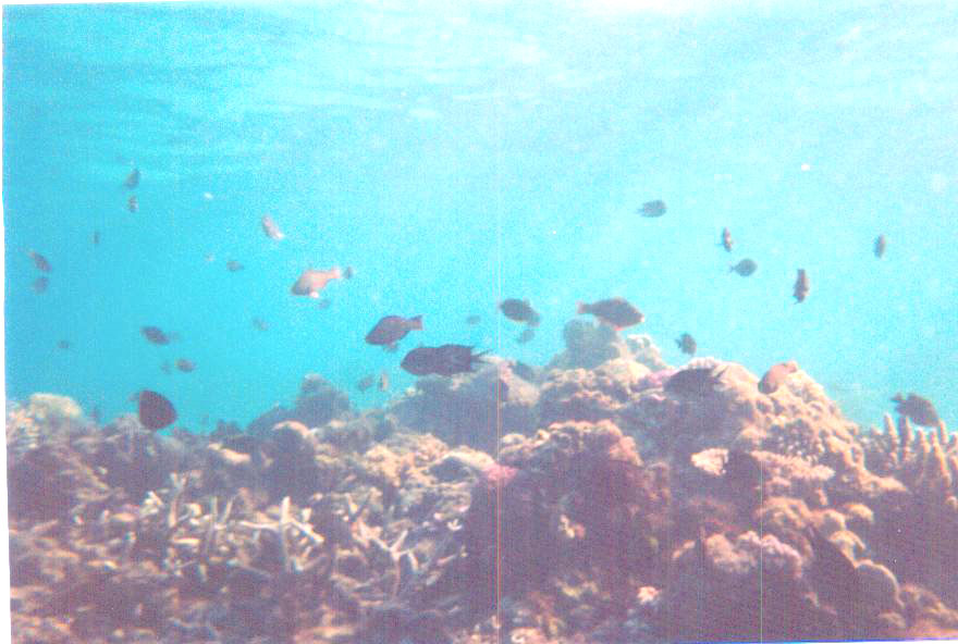 Mataso reef