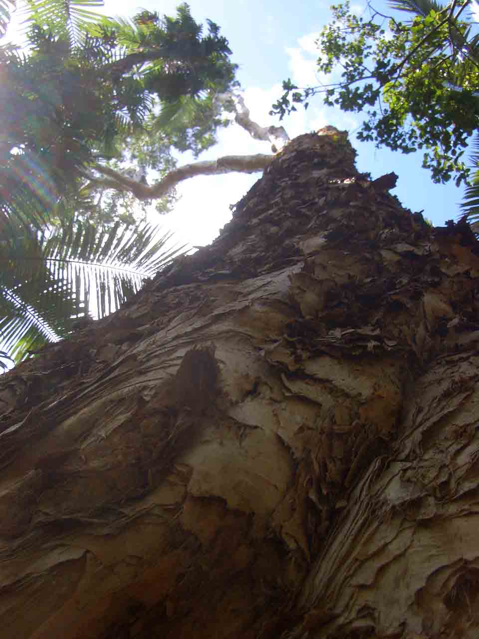 albero_cairns_ sembra una gigantessa che sappa via... ma non si pu' muovoere