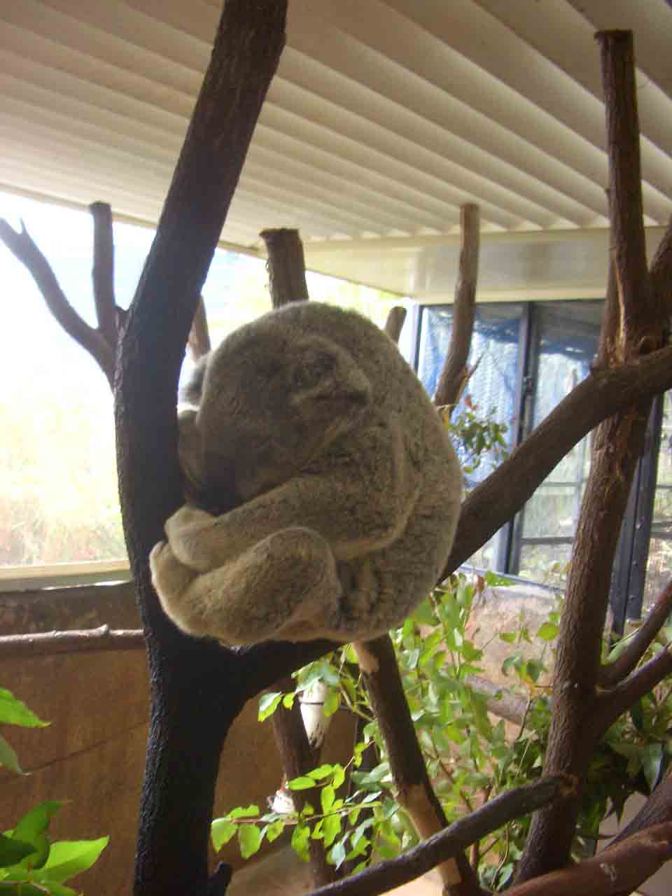 dormiglione_i koala sono una vrea sfida alla forza di gravita', ma se guardi bene dietro... hanno le natiche prensili...