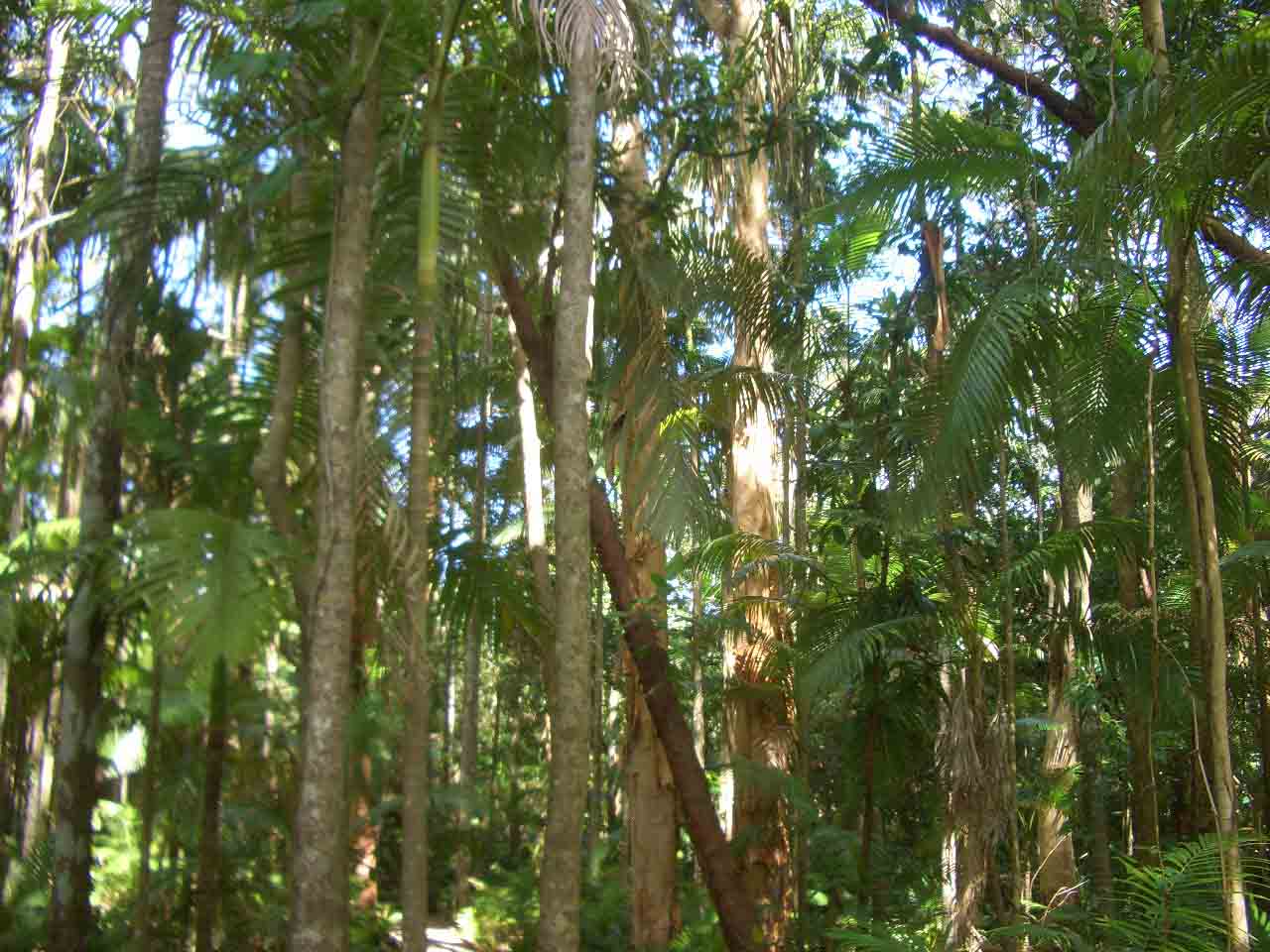 foresta_tutti tipi all'antica qui, solidi, seri, tutti d'un pezzo, stiamo guardando la forseta pliviale piu' antica al mondo