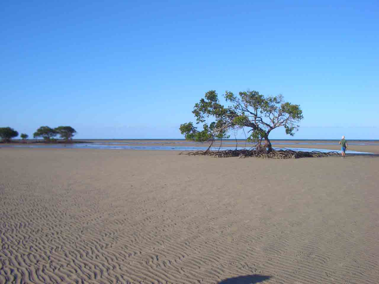 mangrovia cammina_un kilometro di spiaggia...ce ne'e da fare di strada