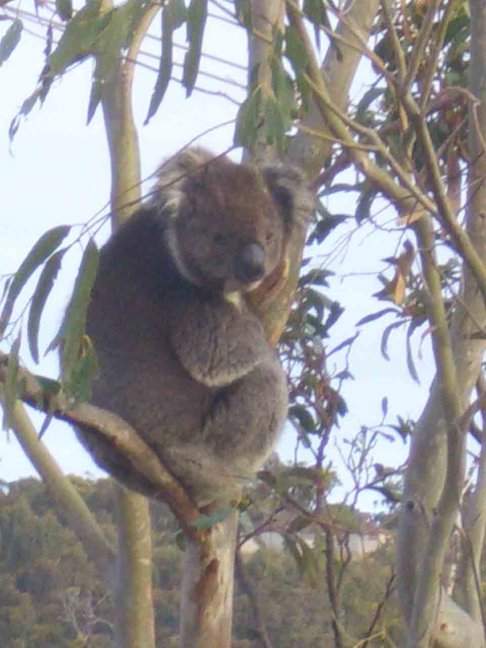 sguardo_le probabilita di beccare un koala sveglio sono 0.8/24