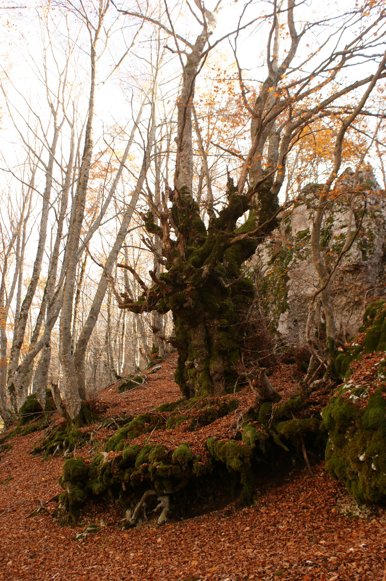 2011-11-12 11-45-58 - Franco Porcu