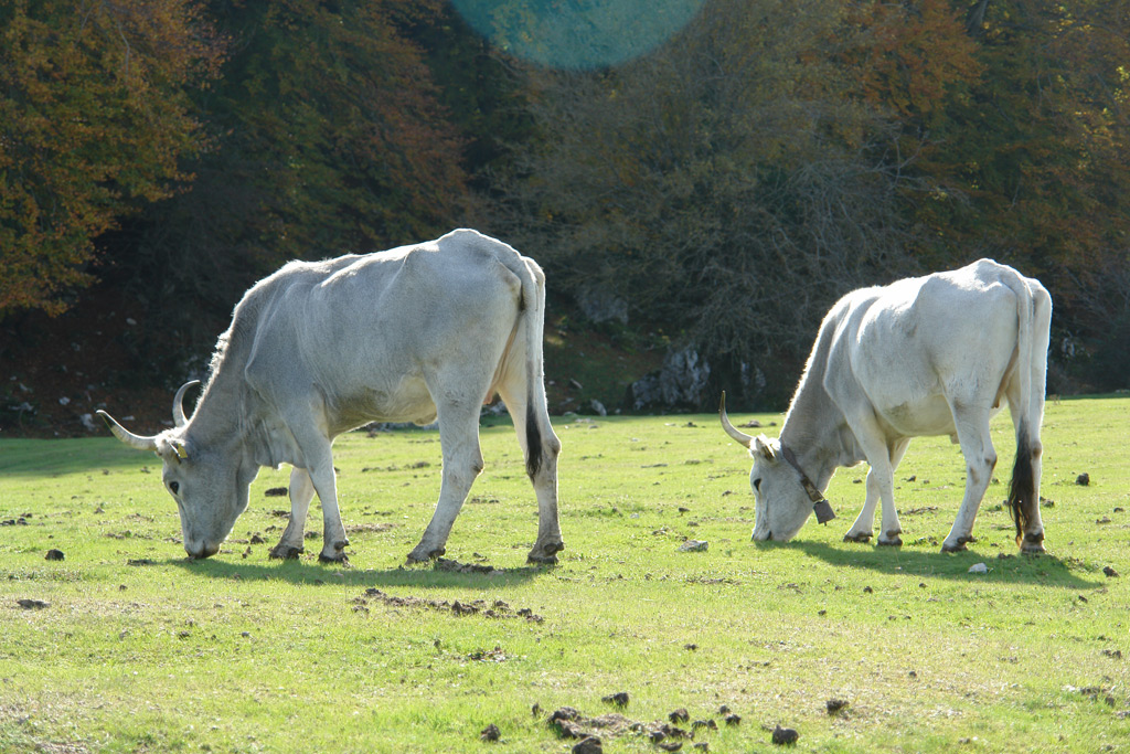 2010-10-30_14-45-36_Matteo