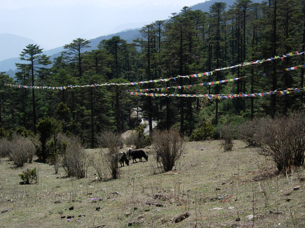 2006-04-14_06-06-33_Bhutan