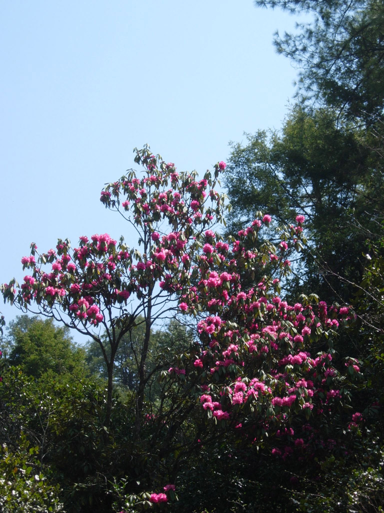 2006-04-16_05-56-28_Bhutan