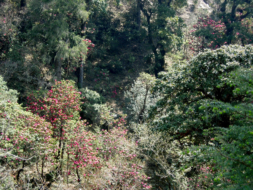 2006-04-16_06-03-47_Bhutan