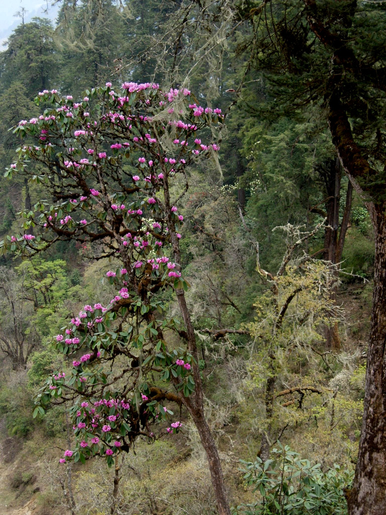 2006-04-17_07-02-09_Bhutan