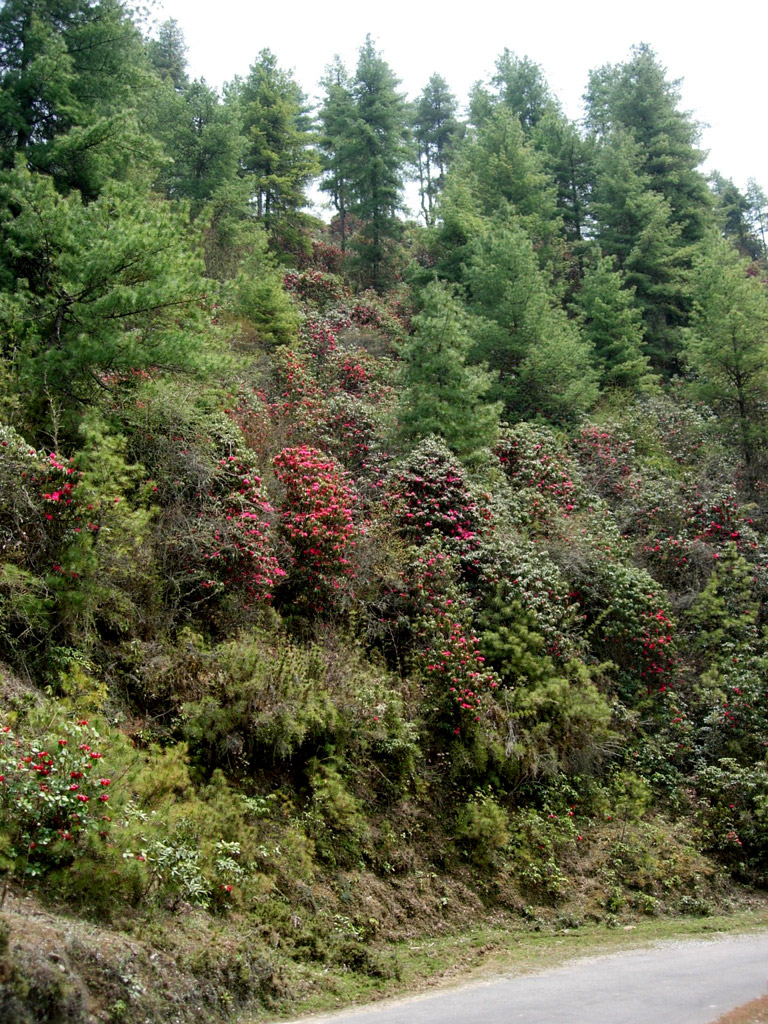 2006-04-17_07-18-25_Bhutan