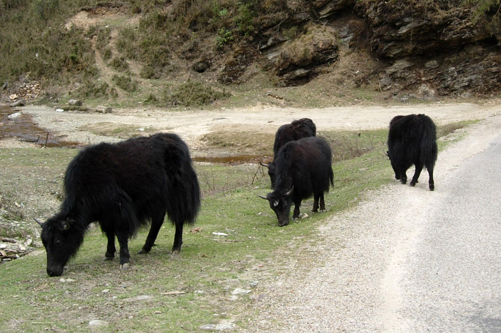 2006-04-17_08-47-29_Bhutan