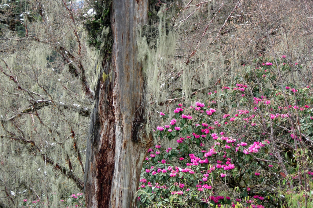 2006-04-20_05-18-08_Bhutan