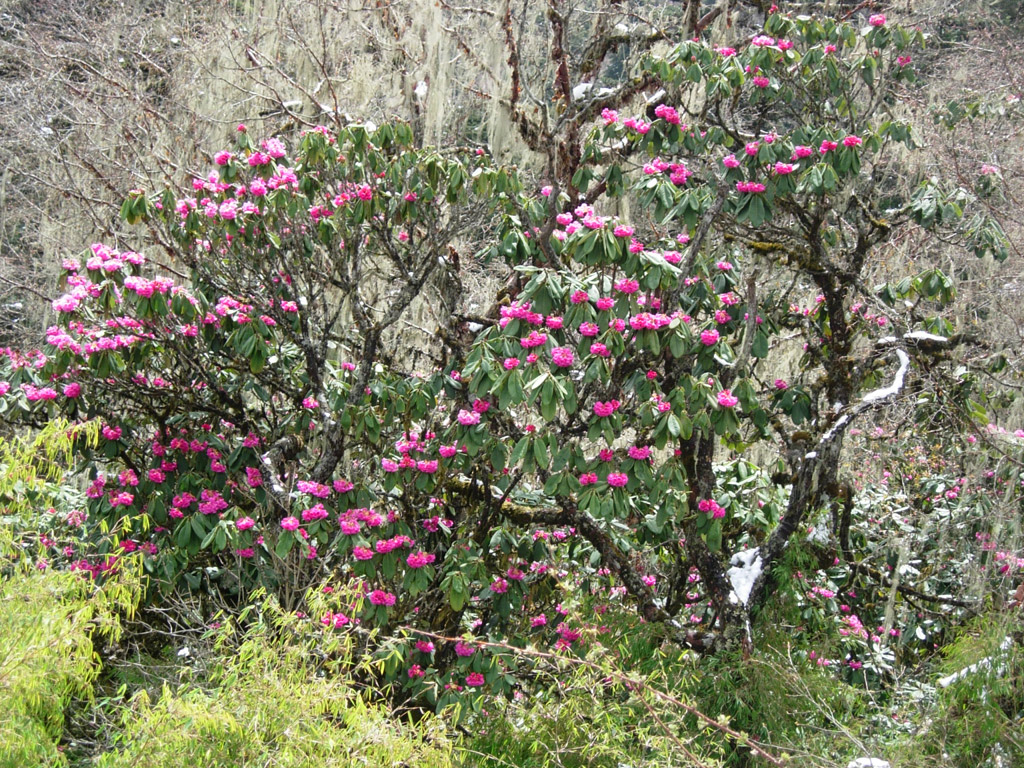 2006-04-20_05-19-37_Bhutan