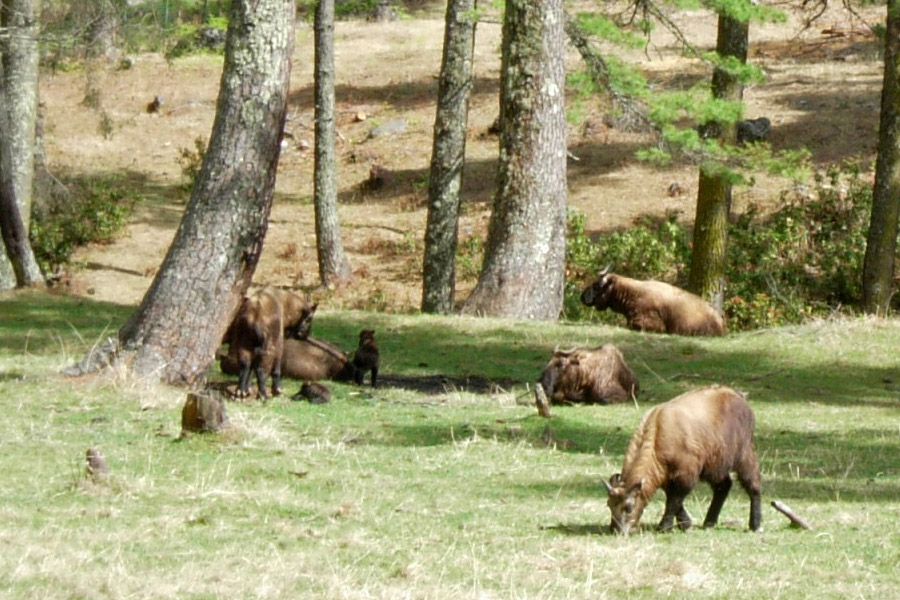 2006-04-21_10-14-34_Bhutan