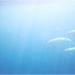 Dolphins off Tongoa