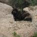i gatti di capo testa