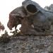 morte in sesta valle