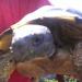 tortuga