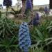 2007-09-02_11-29-52_[Fiamma]