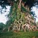 Giant banyan