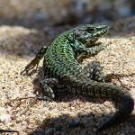 2009-05-30_13-29-22_Silvia