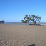 mangrovia cammina_un kilometro di spiaggia...ce ne'e da fare di strada