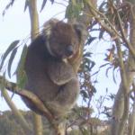 sguardo_le probabilita di beccare un koala sveglio sono 0.8/24