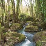 torrente nella jungla etrusca