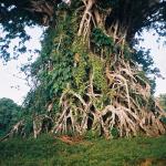 Giant banyan