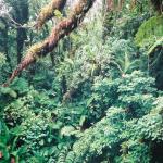 Jungle on Ambae