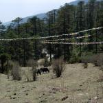 2006-04-14_06-06-33_Bhutan